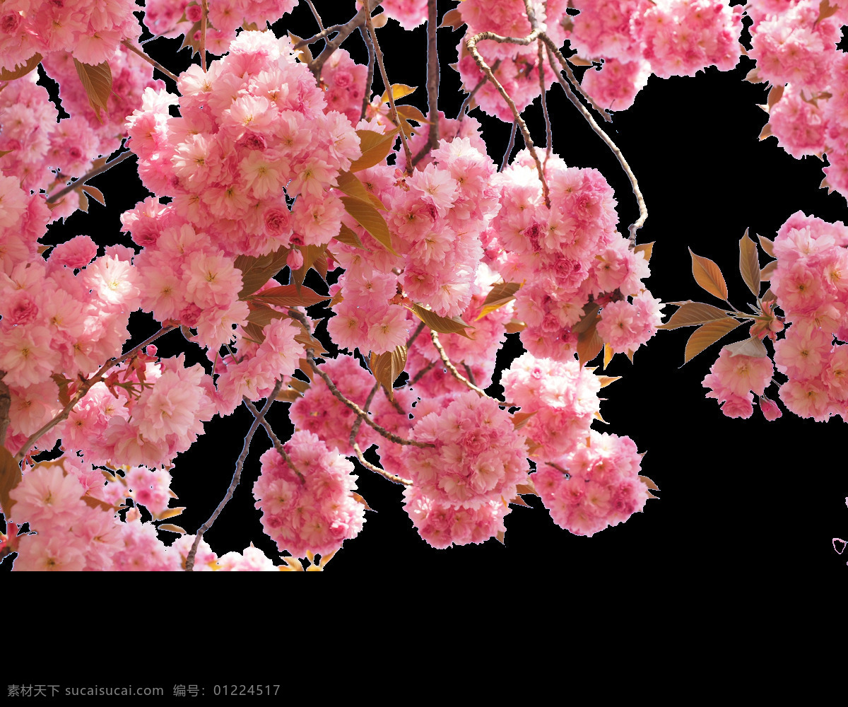 清新 风格 红 粉色 花朵 樱花 装饰 元素 粉色花朵 清新风格 少女心 装饰元素