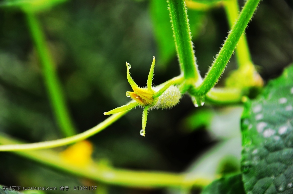 刚 开花 南瓜 苗 花苞 花草 花卉 露珠 生物世界 蔬菜 特写 风景 生活 旅游餐饮