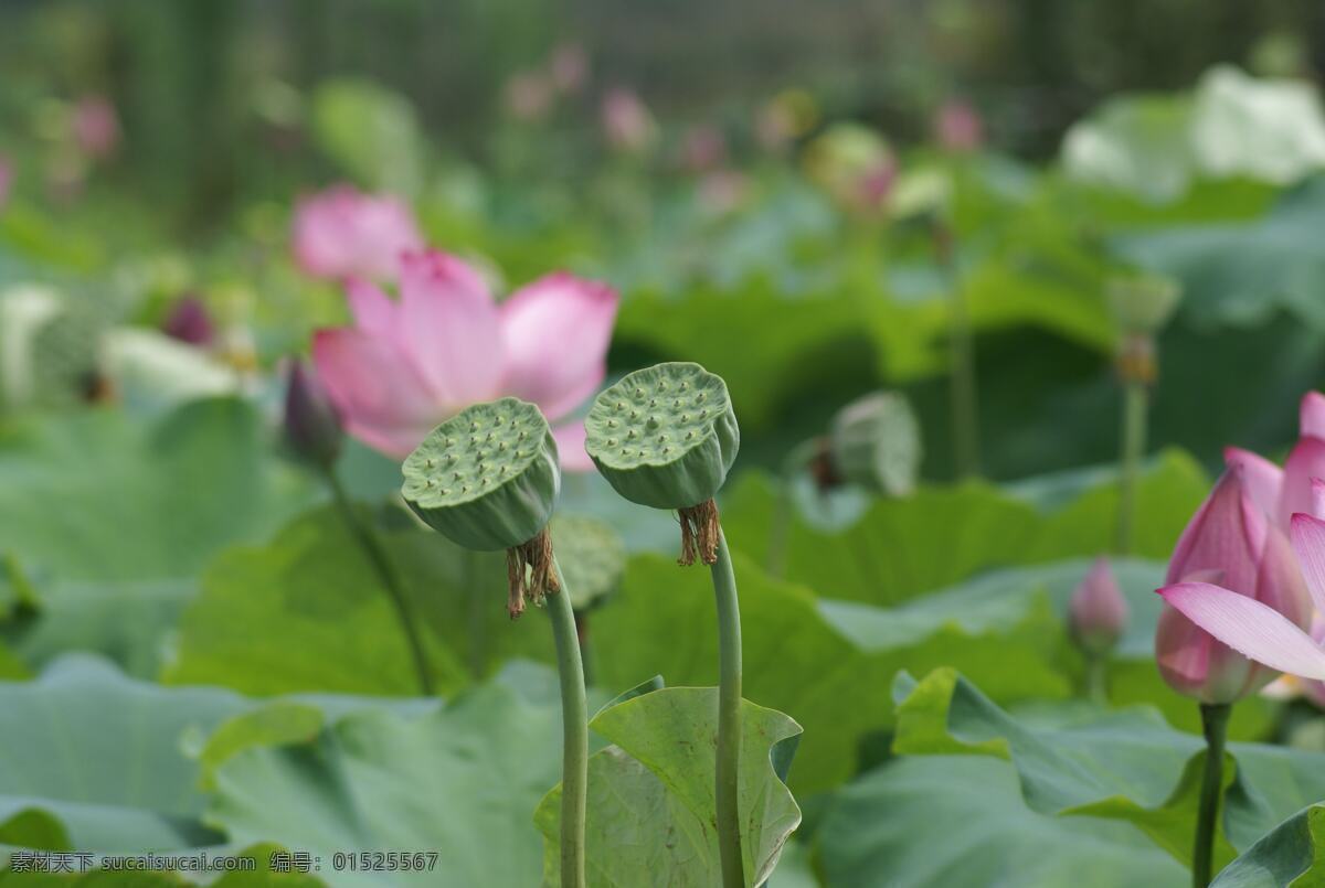 唯美 绿色 莲蓬 风景 塘 荷花 荷叶