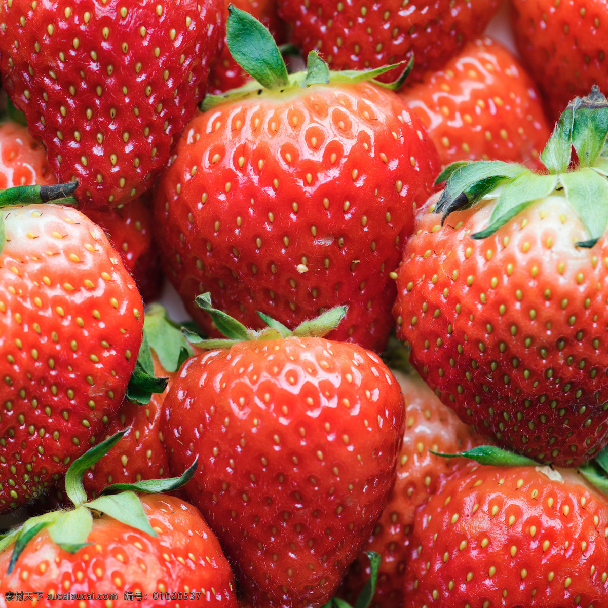 新鲜草莓图片 草莓 香味 果香 果实 草莓叶 草莓汁 喜光照 热带 解暑 止渴 津甜 酸甜 香甜 红色水果 手掌 餐饮与蔬果 生物世界 水果