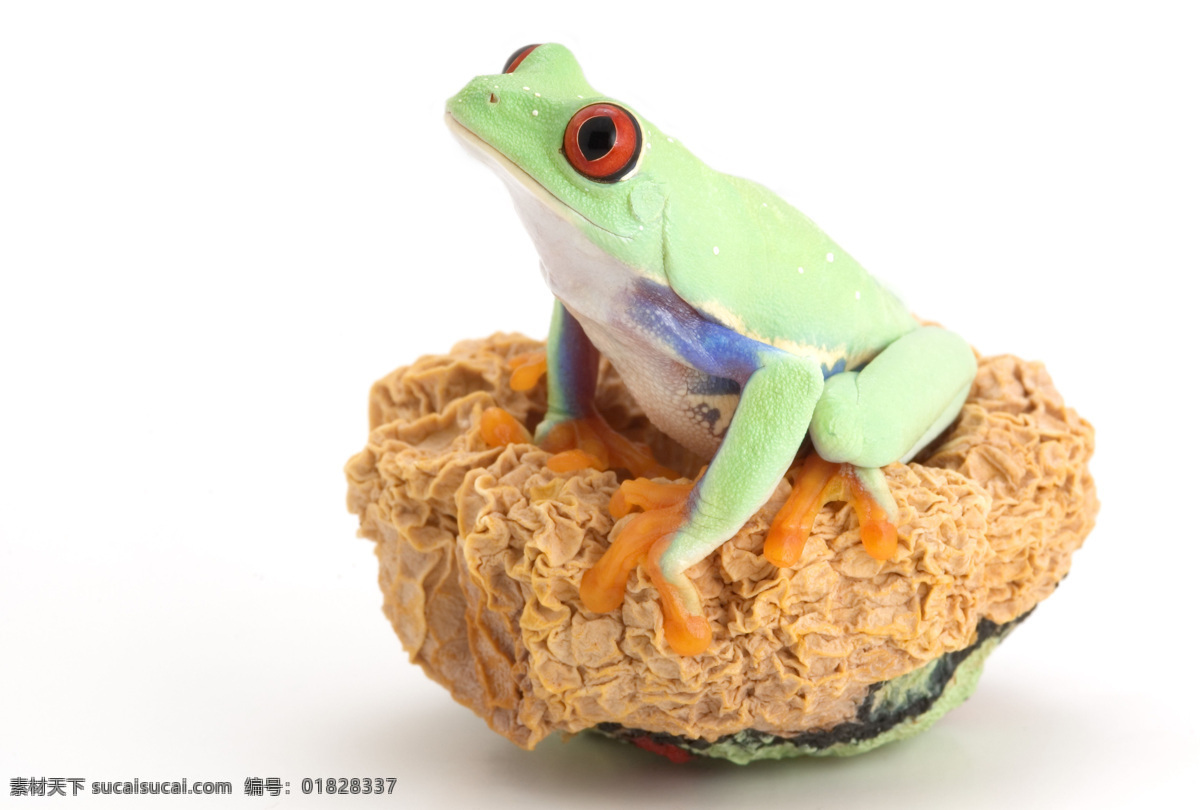 可爱 青蛙 动物 动物世界 昆虫 可爱青蛙 蛙类 人与动物 生物世界