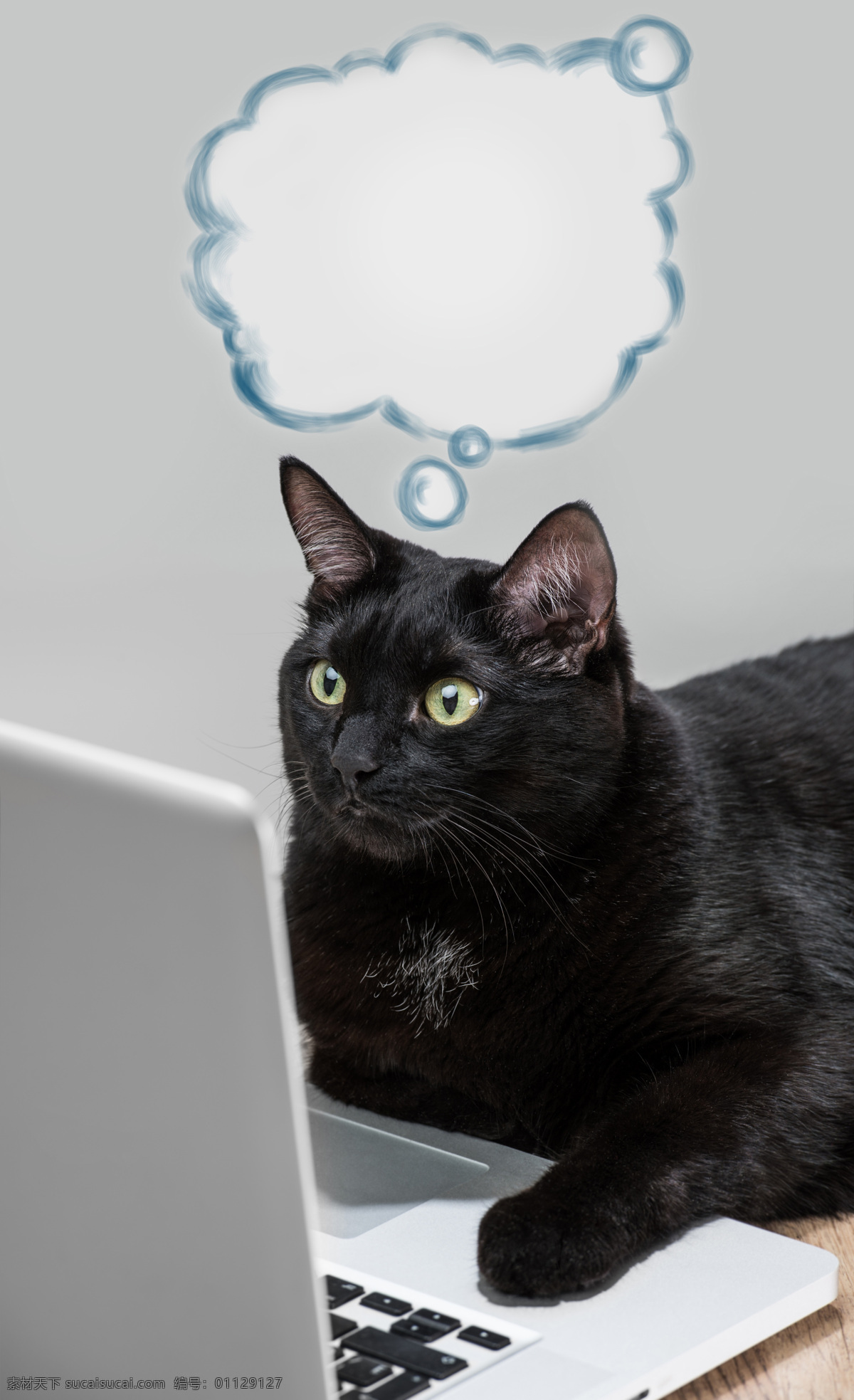 可爱 黑猫 笔记本 电脑 笔记本电脑 猫 小猫 宠物猫 可爱动物 动物世界 猫咪图片 生物世界