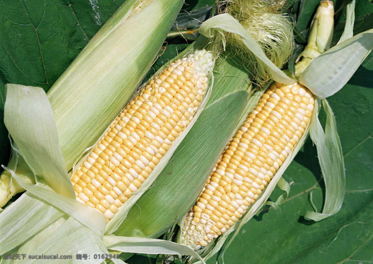 成熟的玉米 食物 蔬果 丰收 收获 新鲜 田园 成熟 金色 玉米棒 水果蔬菜 餐饮美食 白色