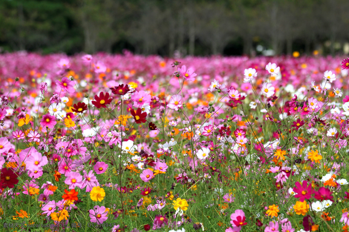 格桑花 鲜花 花卉 花语 花艺 花瓣 生物世界 花草