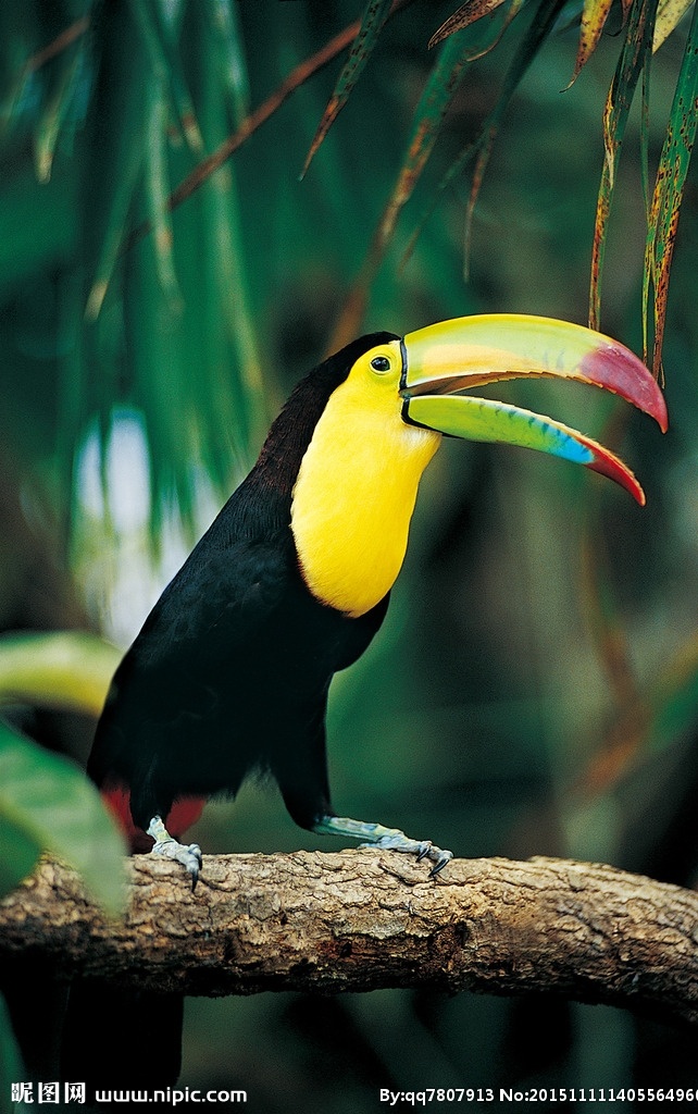 鸟类写真 野生动物 鸟类 鸟 写真 照片 野外 动物 巨嘴鸟 生物世界