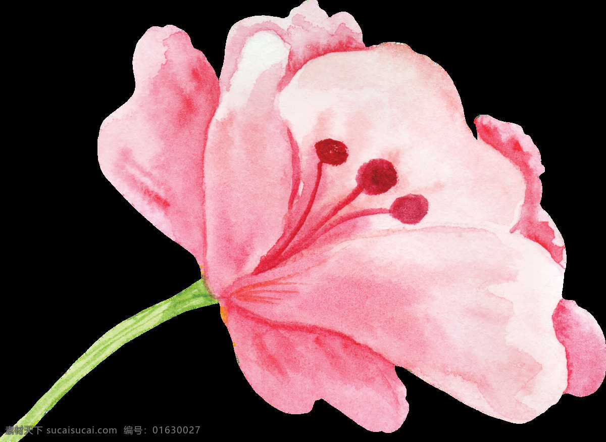 高贵 粉色 花卉 卡通 水彩 透明 免扣 手绘 透明素材 装饰 设计素材 淘宝素材 海报设计装饰 装饰图案