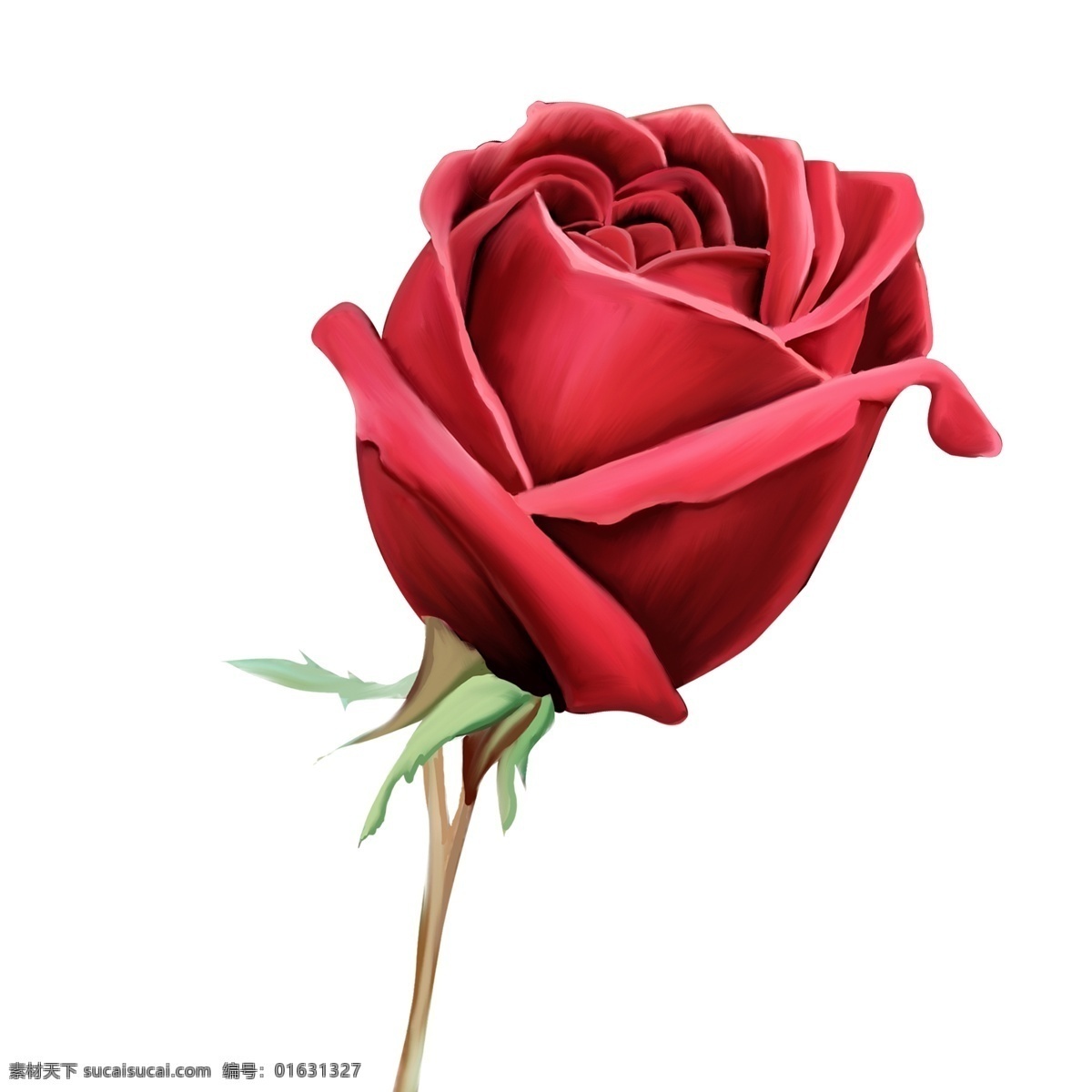 大气 免 抠 欧式 玫瑰花 支 欧式玫瑰花 红玫瑰 植物元素 花卉 红色