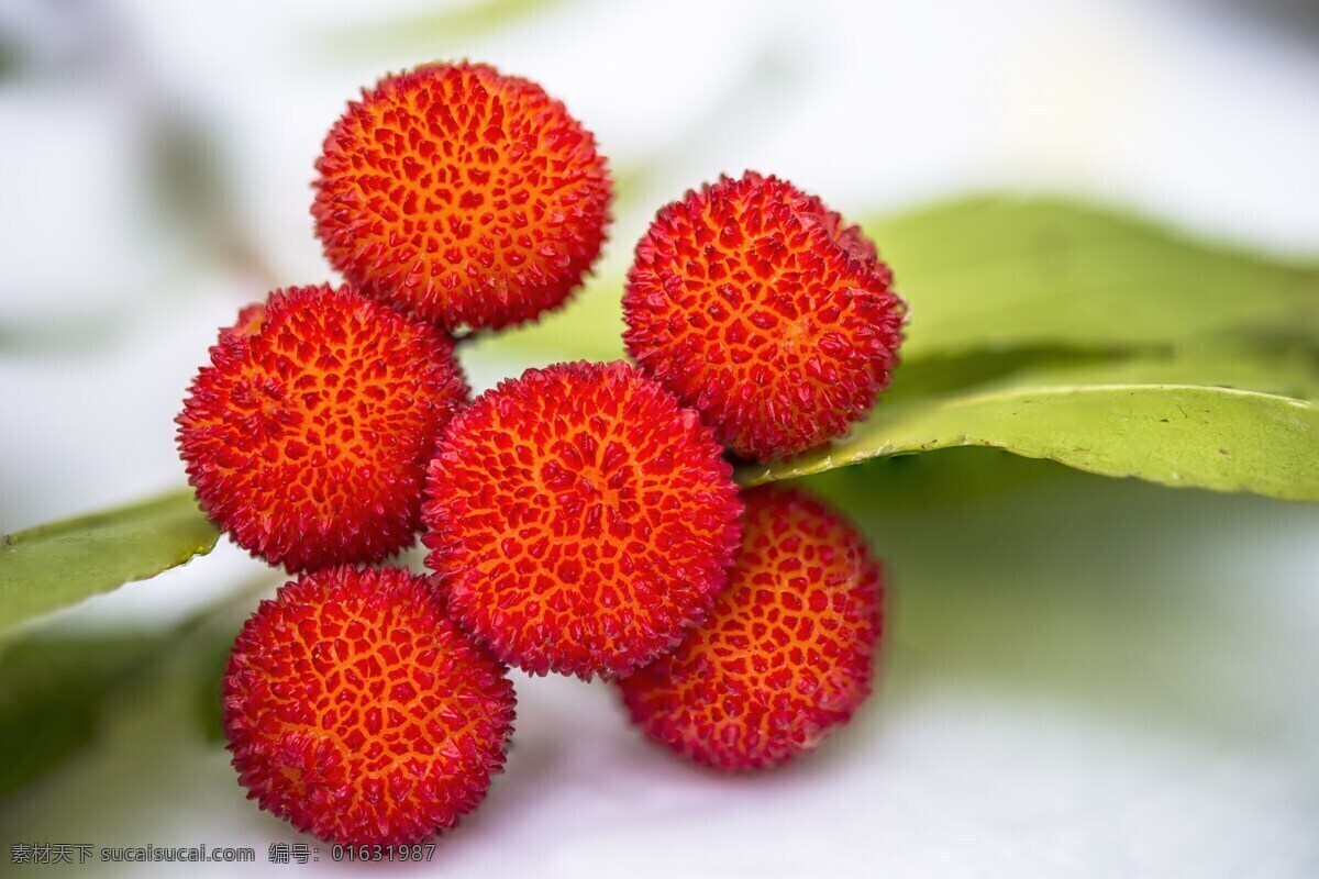 水果 红色 食用 杨梅 静物 生物世界