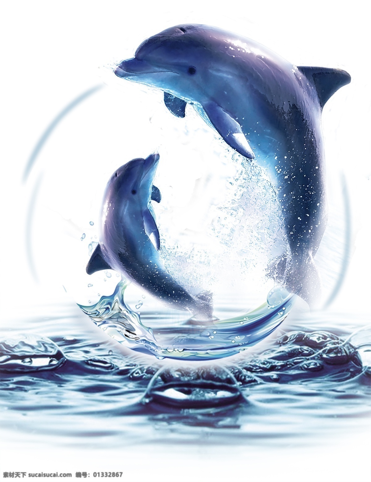 海豚 海水 大海 太极图 鱼