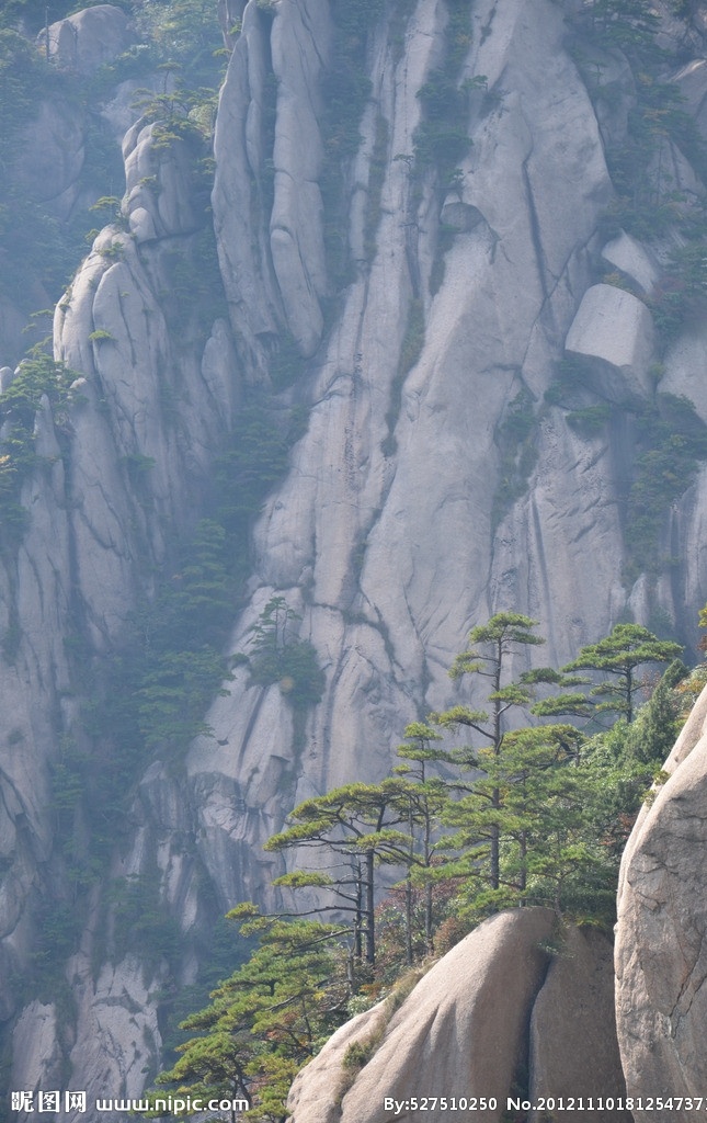 黄山 松树 山崖 摄影图 自然风景 旅游摄影