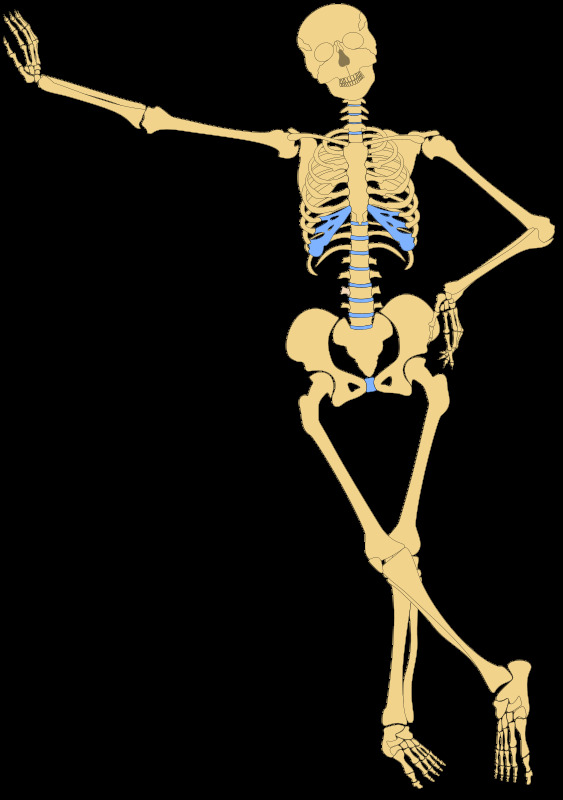 人类 骨骼 提纲 骨 骨架 骨头 解剖 我是怎么做的 概述 头骨 插画集