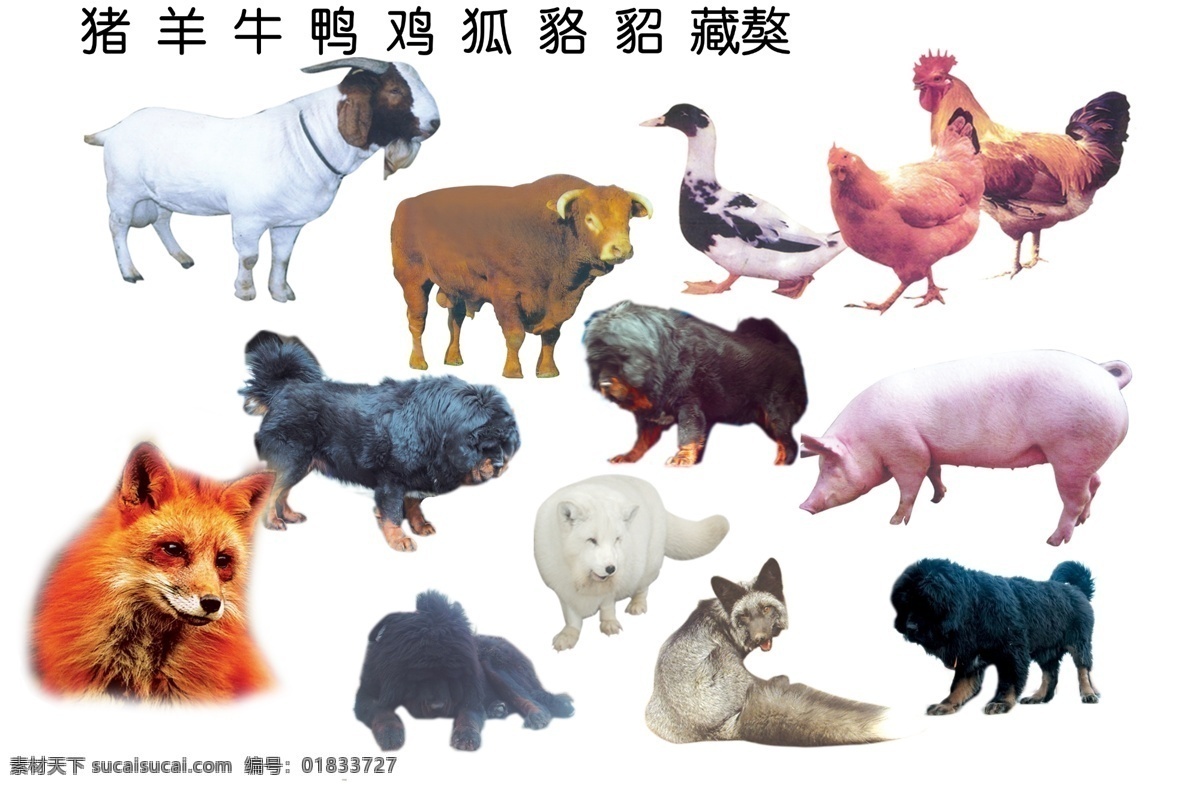 动物 猪 羊 牛 鸭 鸡 狐 貉 貂 藏獒 家禽 畜生 普通牌匾 分层 源文件