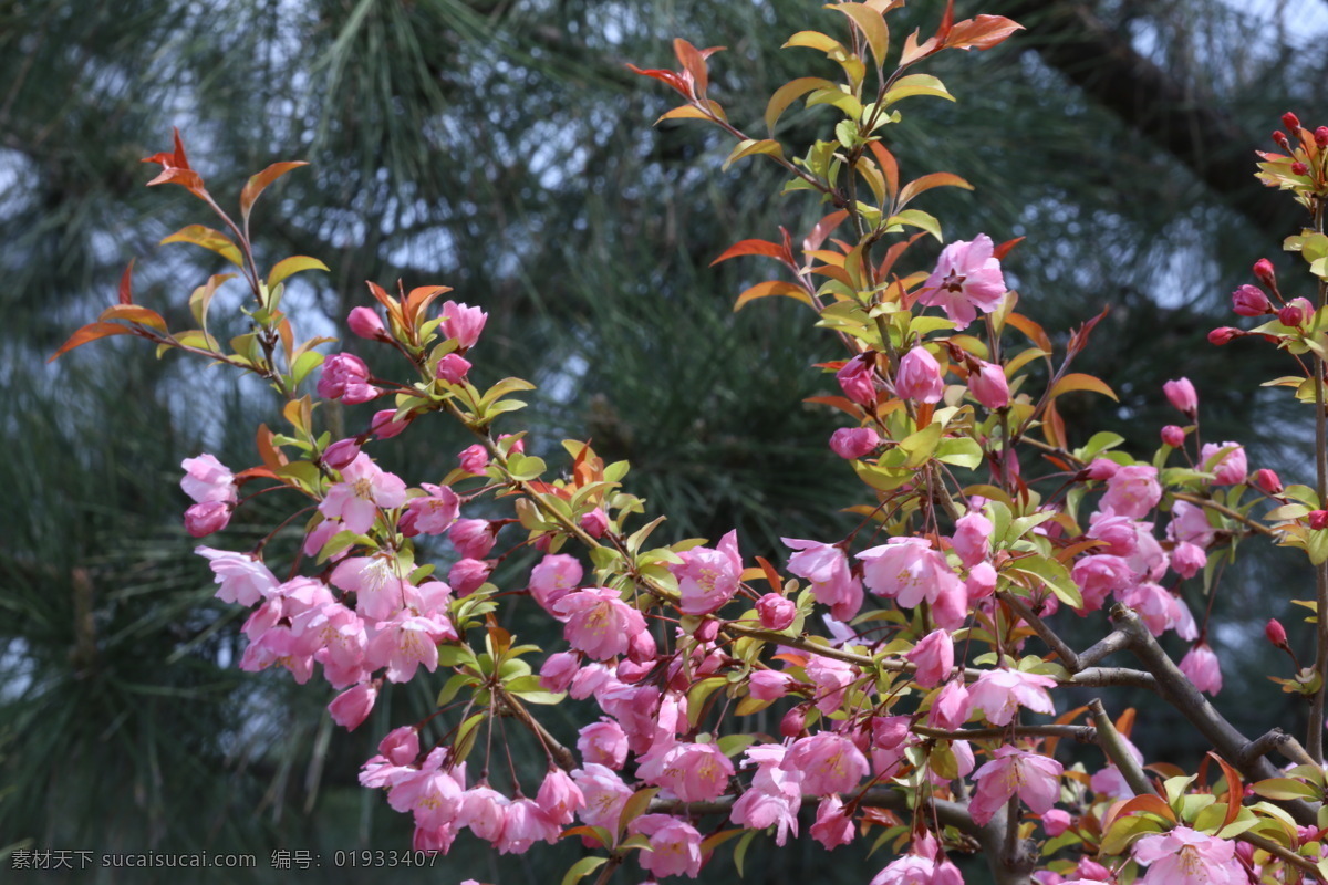 海棠花 花卉园美景 花卉园风景 花朵 花瓣 园林美景 花骨朵 花苞 海棠 春天 花卉 树枝 园林景观 绿化景观 山楂 红叶 李 生物世界 花草