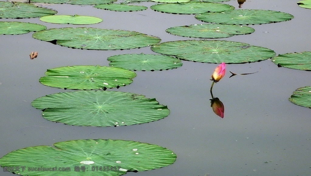 睡莲 花草 生物世界