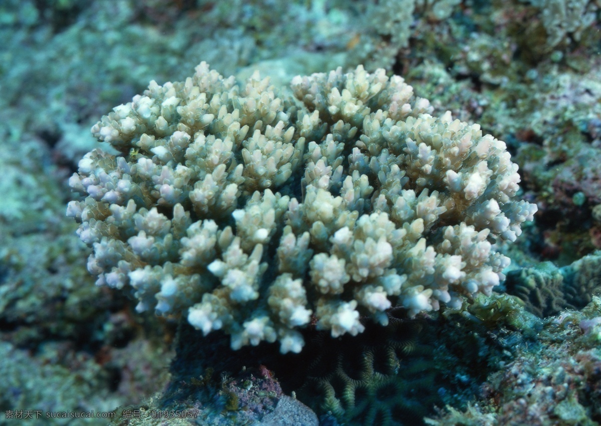 海洋生物 海底世界 海洋 礁石 生物世界 鱼 鱼类 珊蝴礁石 珊蝴 海底景色