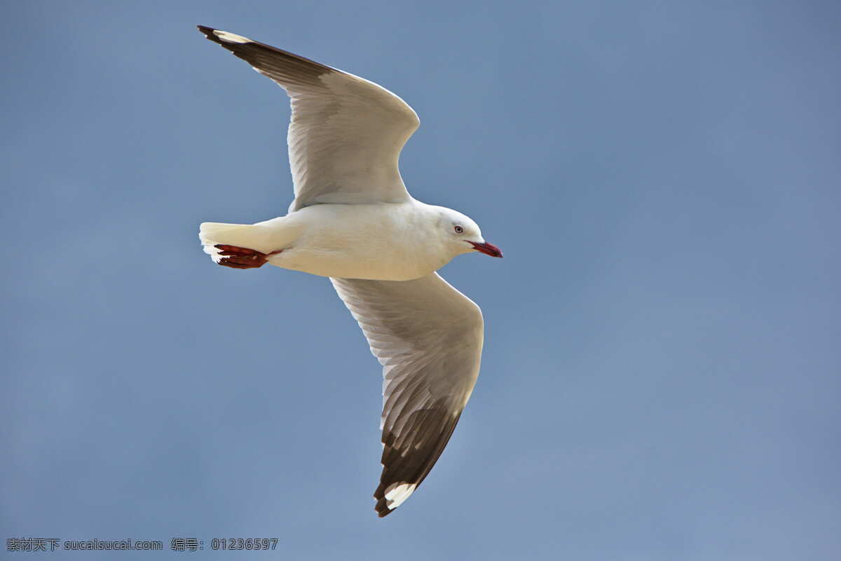海鸥 国外 外国 北美 加拿大 野生动物 湖泊 河流 湖边 水边 沙滩 白色 水禽 候鸟 鸟类 自然 生物世界