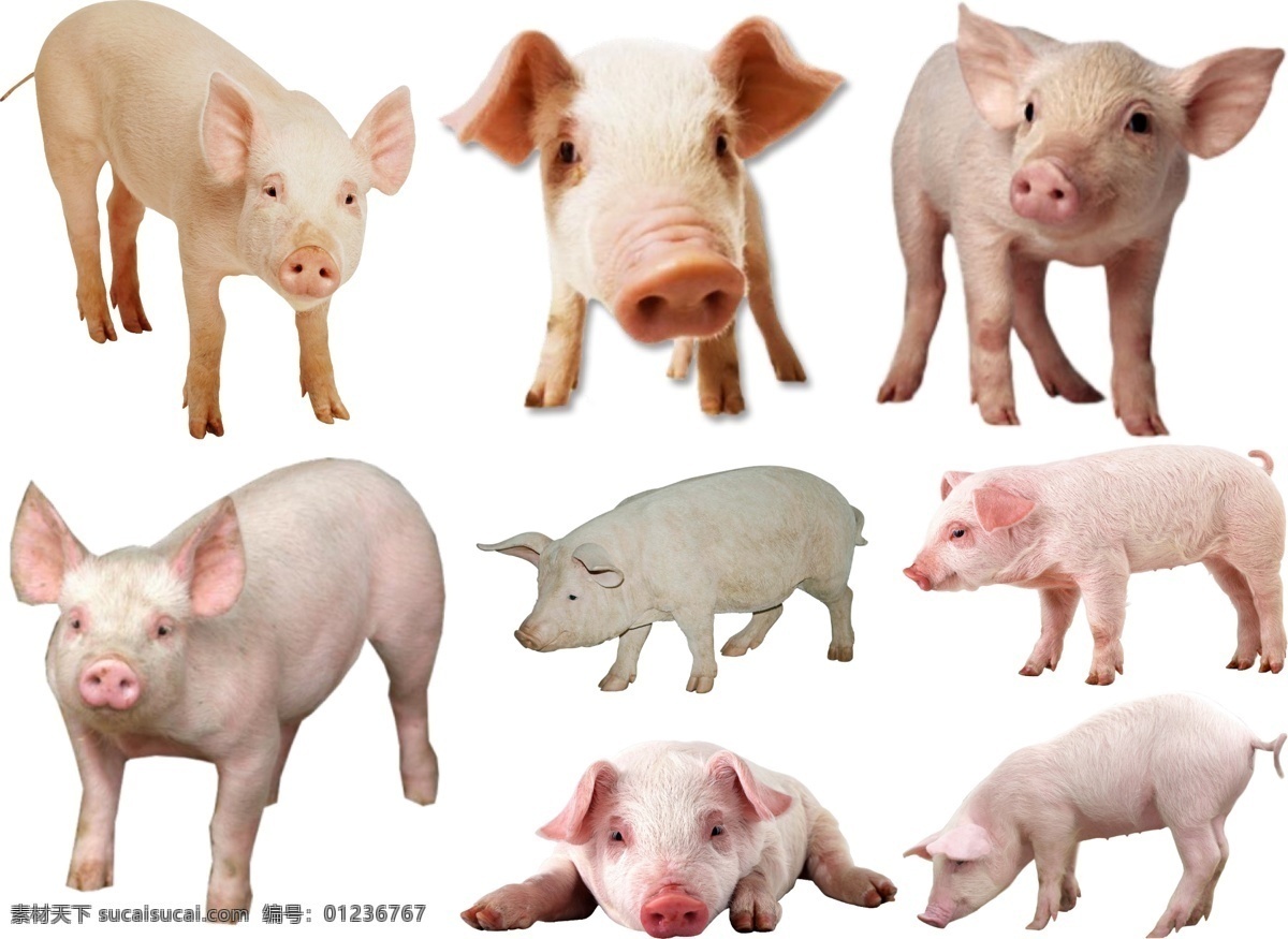 猪 免 扣 高清 素材图片 猪png 猪psd文件 猪免扣素材 猪素材 猪png素材 生物世界 野生动物