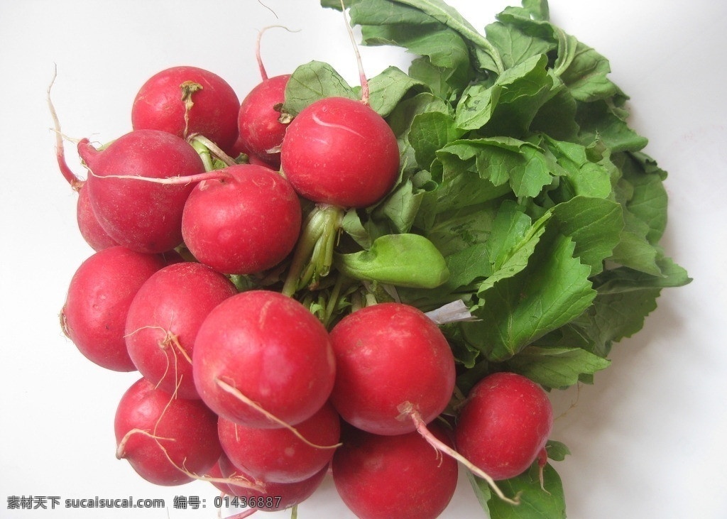 水萝卜 脆萝卜 莱菔 罗服 植物根部 红皮 绿叶 蔬菜 生物世界