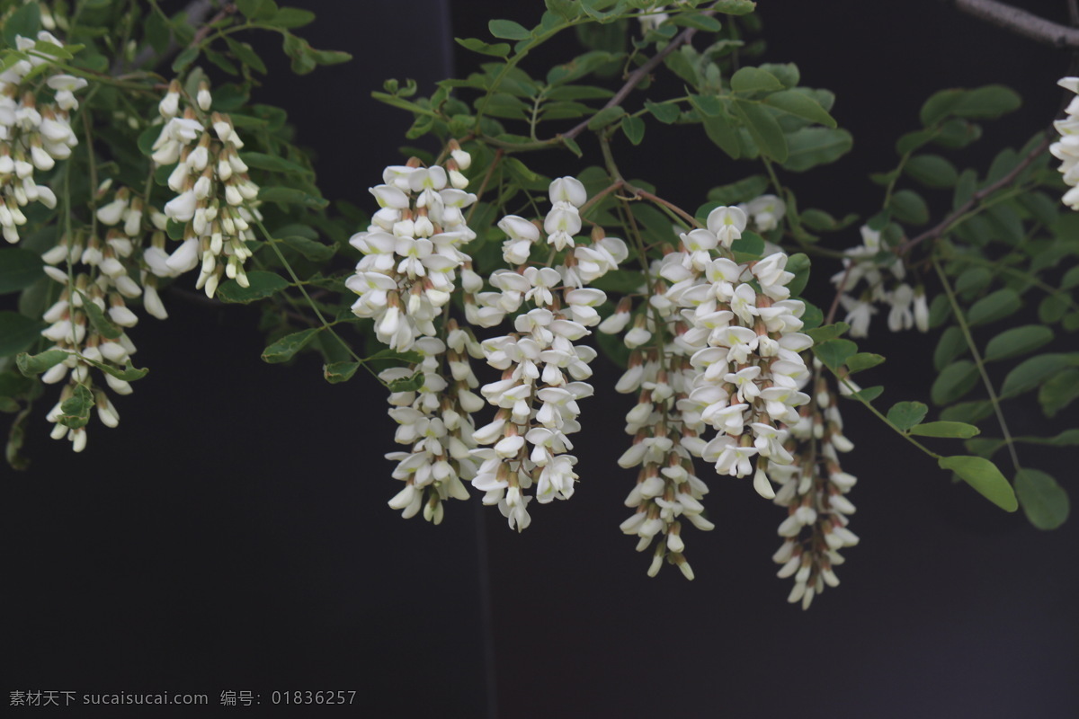 槐花 白槐花 槐花素材 槐花花朵 槐花图 花草 生物世界