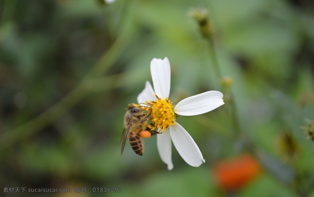 蜜蜂采蜜 蜜蜂 采蜜 蜂蜜 花瓣上的蜜蜂 生物世界 昆虫