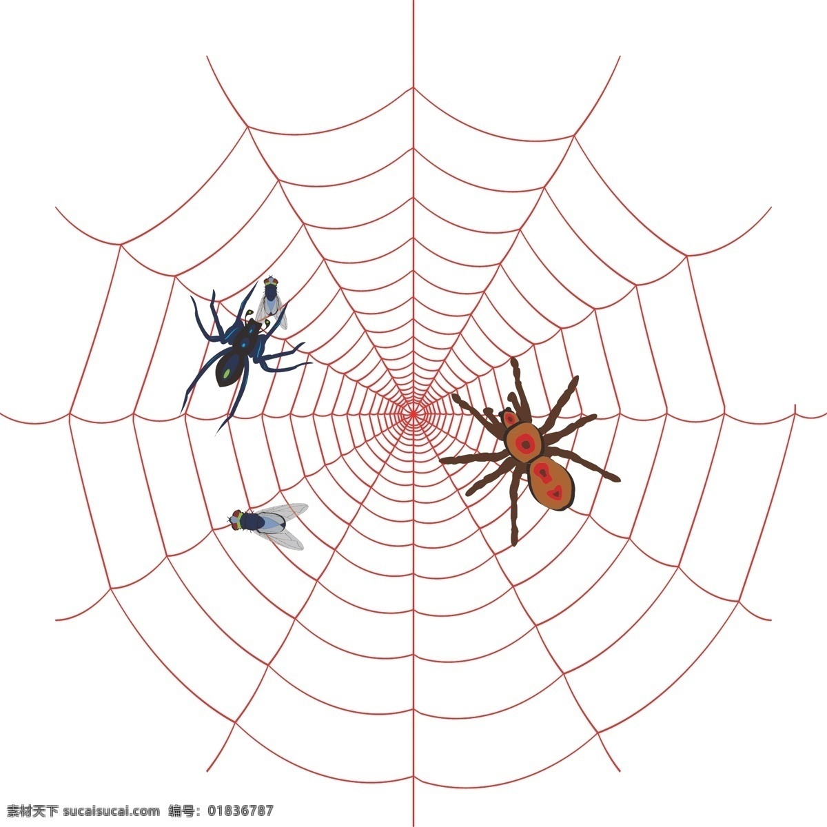 蜘蛛网 苍蝇 昆虫 生物世界 矢量 白色