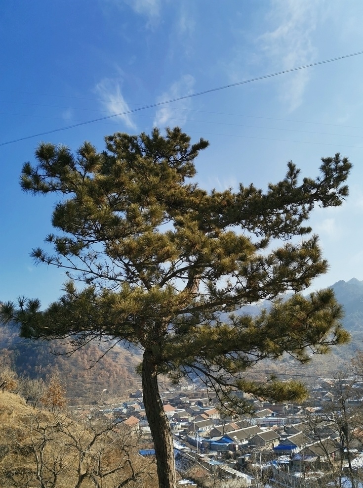 松树 一棵松 山顶 山脉 山峰 高山 天空 蓝天 白云 自然 树木 森林 绿色 松果 王 厂 沟 棒 锤 崖 风景 一角 自然景观 自然风景