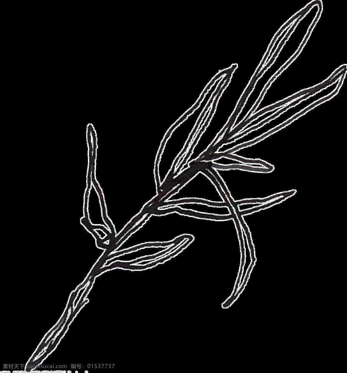 黑色 铅笔 植物 卡通 水彩 透明 抠图专用 装饰 设计素材