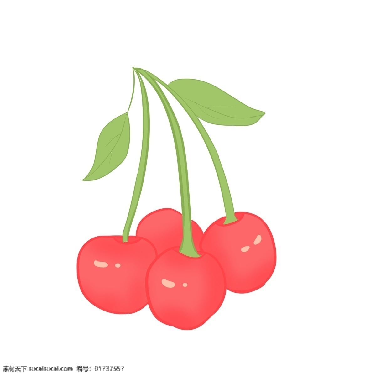 绿叶 红果 新鲜 采摘 樱桃 酸甜 可口 浆果 水分 开胃 果香 李属植物 水果 过节 果盘 食用