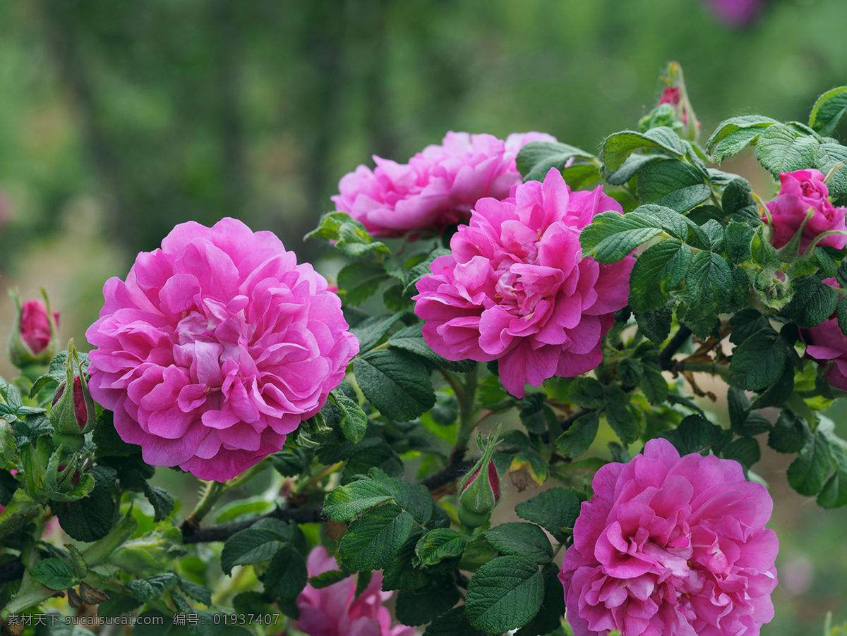 平阴玫瑰花 鲜玫瑰 玫瑰花朵 鲜花 自然景观 自然风景