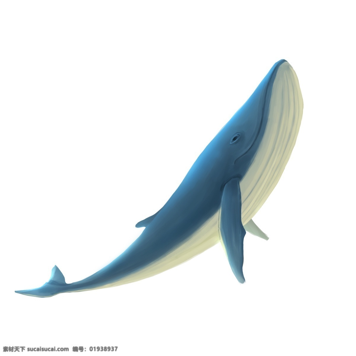 鲸鱼素材图片下载-素材编号01938937-素材天下图库