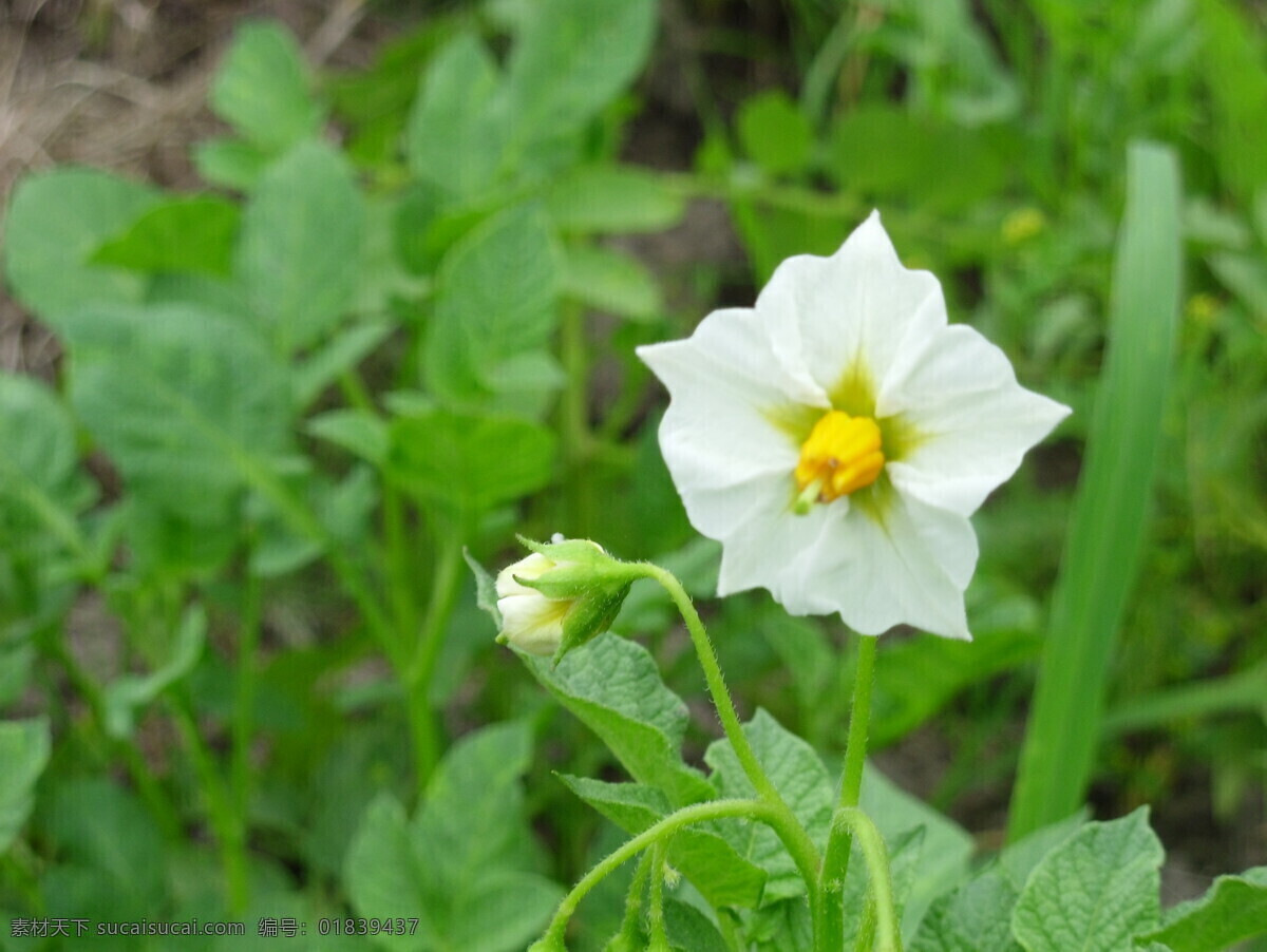 土豆 花 花草 绿色食品 马铃薯 生物世界 蔬菜花 园林 土豆花 农家菜园 风景 生活 旅游餐饮