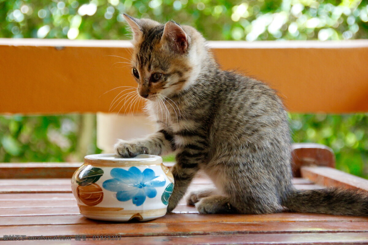 可爱 宠物 小猫 高清 小猫咪 萌宠 家宠 小动物