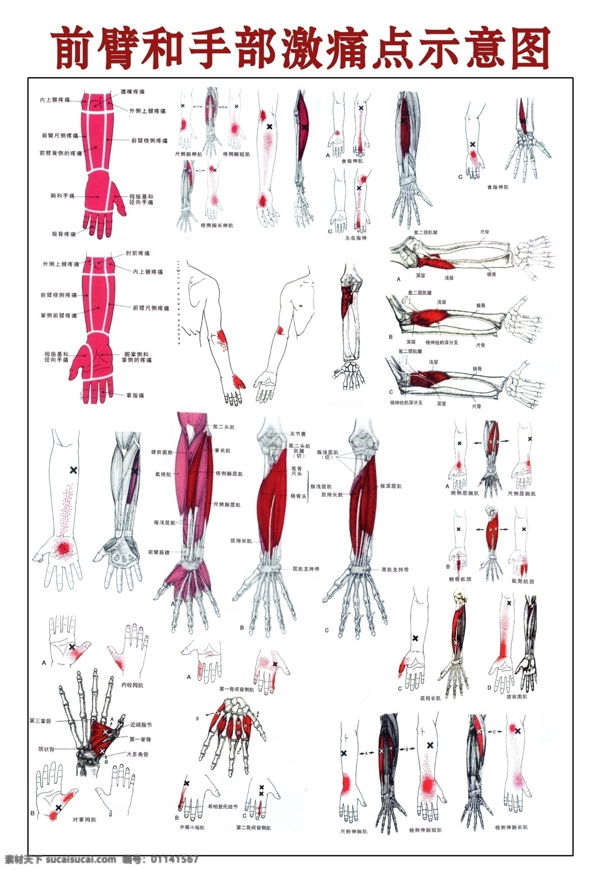 前臂 手部 激 痛点 示意图 前臂激痛点 手部激痛点 骨骼 小骨架 医学骨架 白骨 人体结构 人物图库