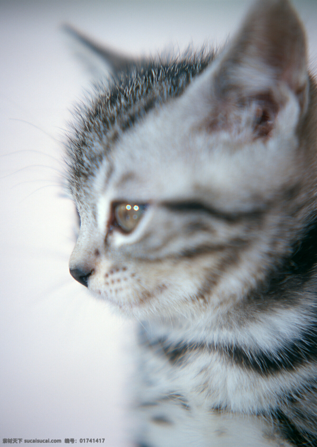 猫 头部 特写 小猫 动物摄影 宠物 可爱的猫 家猫 猫咪 小猫图片 家禽家畜 生物世界 猫咪图片