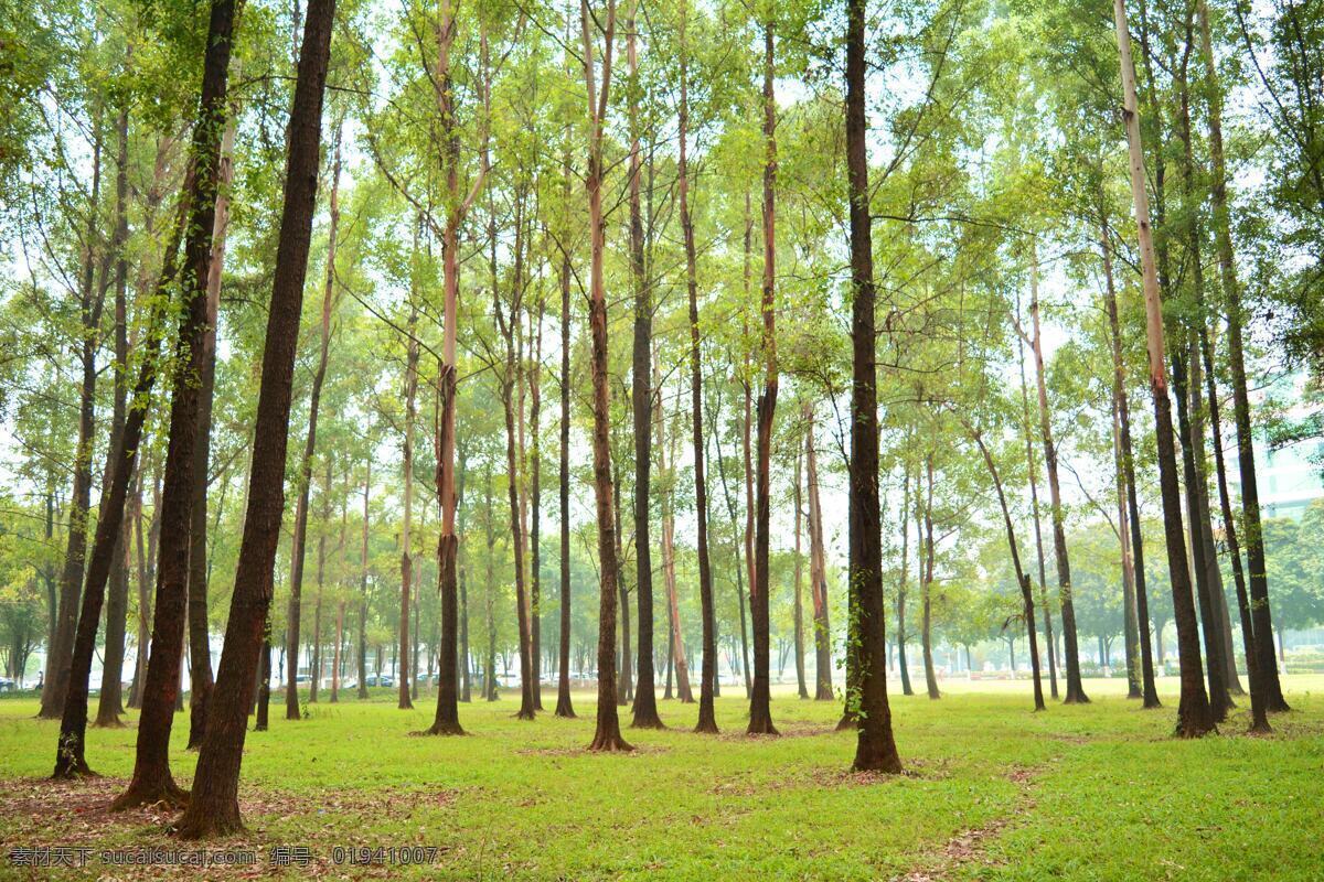 森林黄昏 树林黄昏 树林小路 森林小路 背景墙 森林背景 树林背景 林荫小路 林荫道 绿树背景 绿树林 森林 树林 旅游摄影 国内旅游