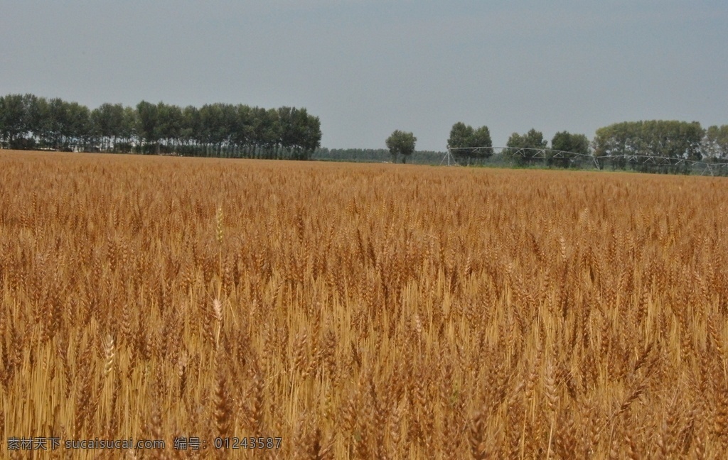 小麦地 粮食 大地 麦子 有机麦子 植物 东北 黑龙江 麦穗 生物世界 其他生物