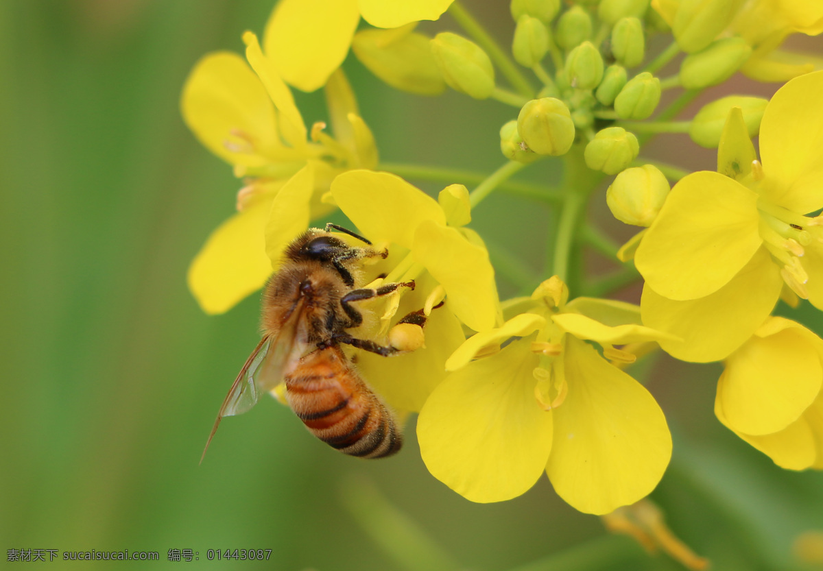 蜜蜂采蜜 蜜蜂 采蜜 传粉 昆虫 黄花 微距 微距摄影 蜜蜂特写 生物世界
