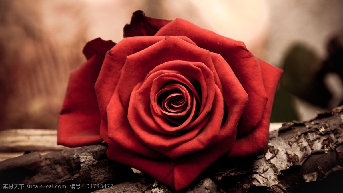 红色 玫瑰花 抠图 花朵 背景素材 分层