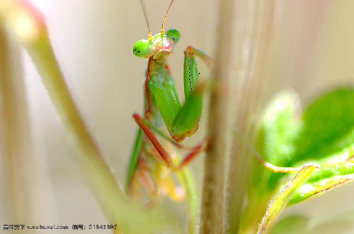 螳螂 昆虫 绿色 生物世界 小动物