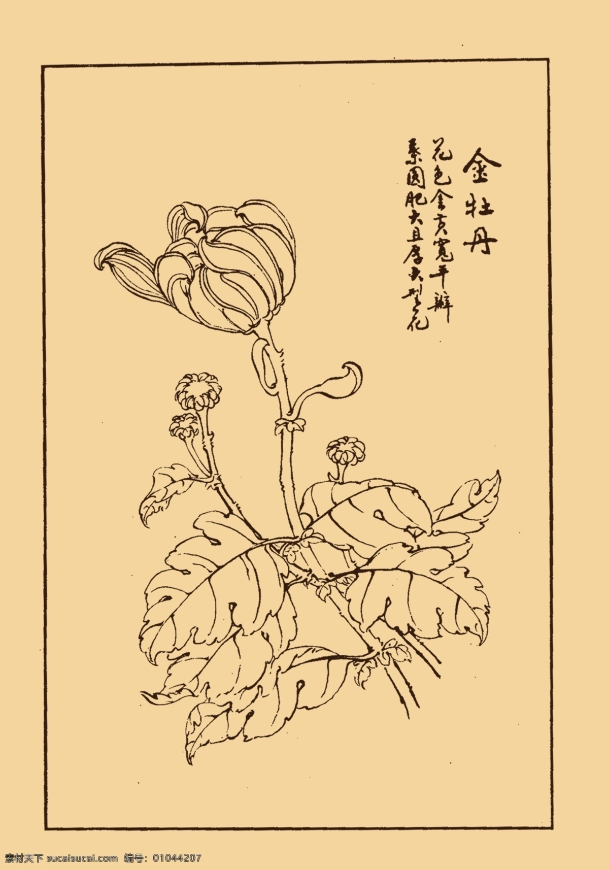 金牡丹 菊花 秋菊 白描 国画 中国画 勾勒 线条 中国风 传统 绘画 古典 花鸟 白描集 分层 源文件