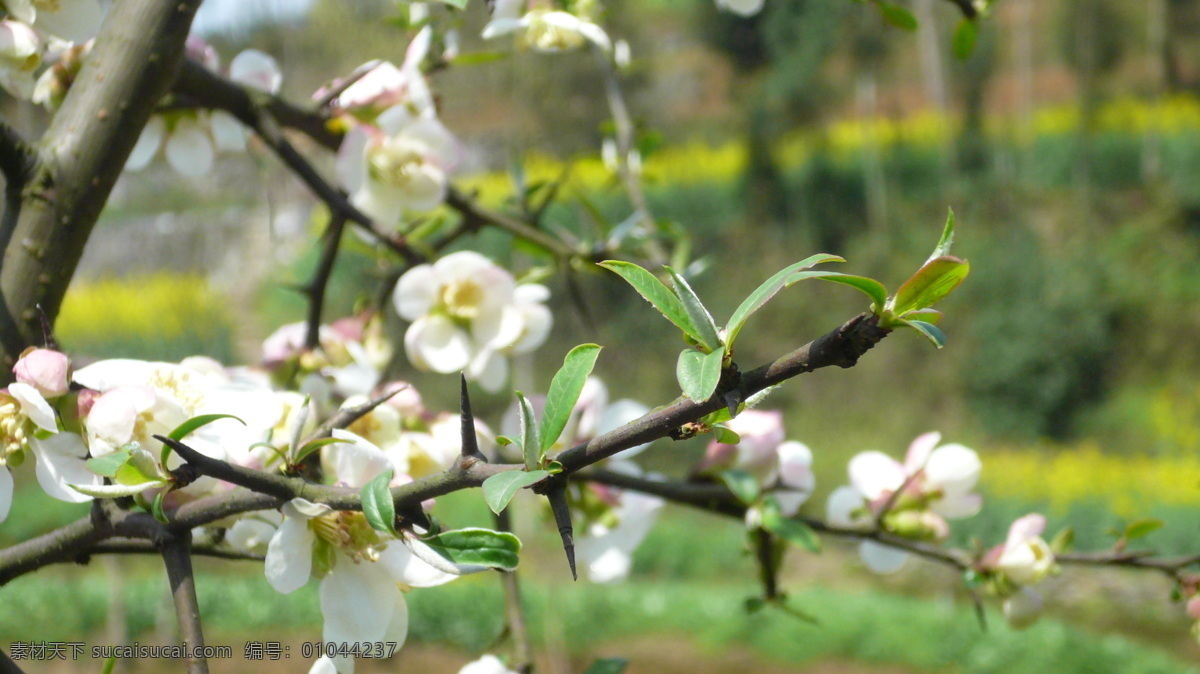 木瓜花 树枝 花朵 白色 天空 花草 生物世界
