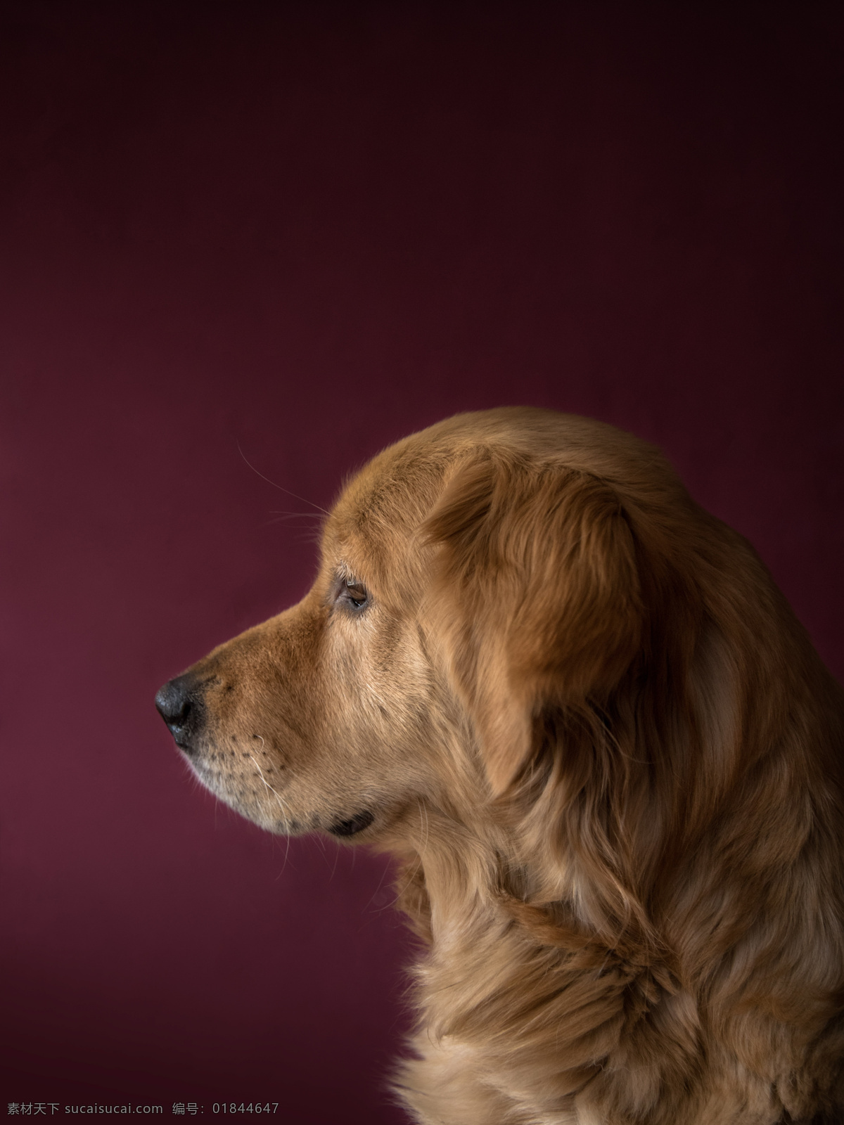 小狗 可爱 毛茸茸 犬 动物 宠物 萌犬 伙伴 狗写真 家犬 宠物狗 家畜 导盲犬 吉娃娃 忠诚 黑狗 白狗 狗素材 狗壁纸 小狗壁纸 狗背景 狗设计 狗狗 人与狗 可爱小狗 狗摄影 忠犬 狗特写 狗鼻 狗摆拍 一条股 一只狗 遛狗 狗毛 狗头 小狗创意 腊肠狗 小狗动画 小狗狗 狗动态 生物世界 家禽家畜