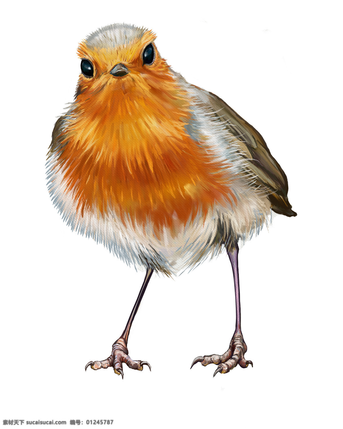 小鸟油画插画 小鸟 动物插画 矢量动物 动物油画 绘画艺术 鸟类插画 陆地动物 生物世界 白色