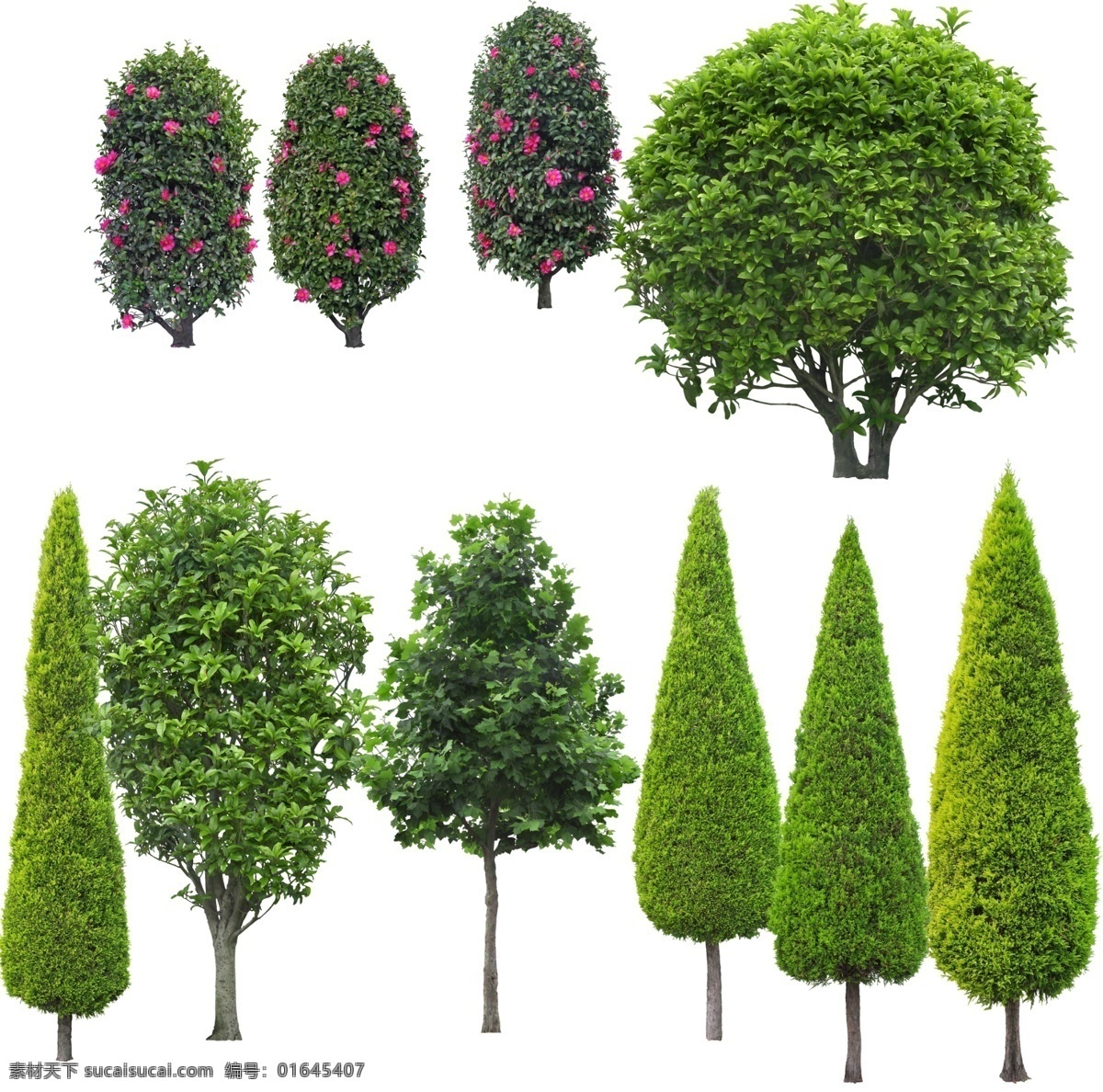 树素材 松塔 桂花 山茶 景观树 园林树 分层