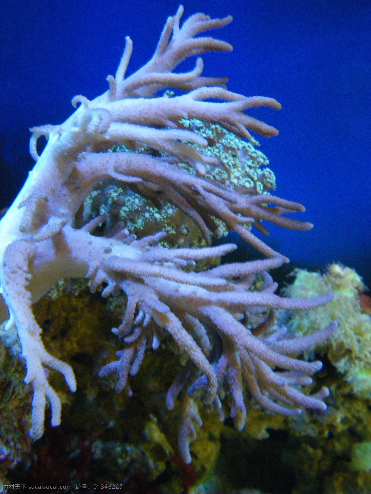 海洋生物 海底世界 海洋 礁石 生物世界 鱼 鱼类 珊蝴礁石 珊蝴 海底景色