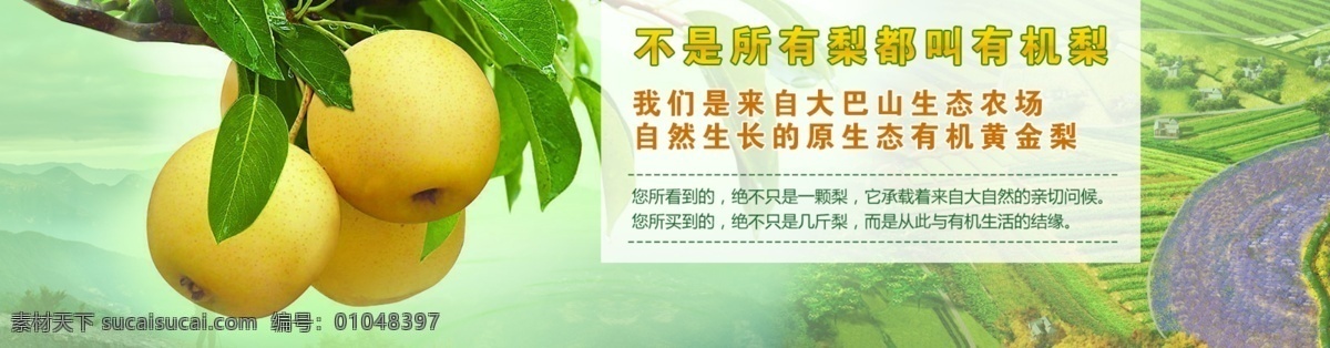 黄金梨广告 黄金梨 梨 有机梨 网站首页图 banner 香梨 淘宝界面设计 淘宝装修模板