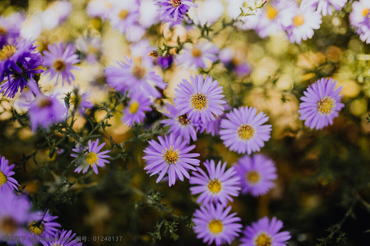 雏菊 小菊花 菊花 鲜花 花卉 花语 花艺 花瓣 生物世界 花草