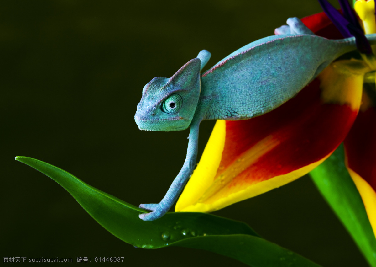 变色龙 动物 野生动物 高清 动物世界 蜥蜴 热带雨林 动物矢量 生物世界
