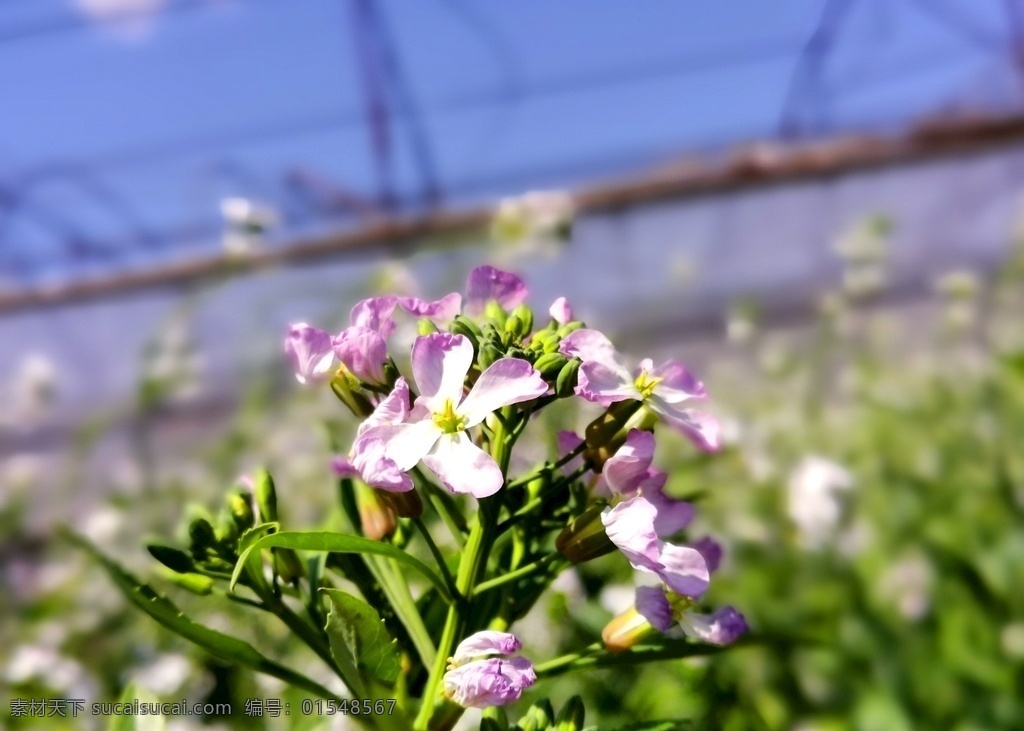 二月兰 春天 植物 花卉 自然 花海 夏天 紫色 紫花 景观 树林 梨树 梨花 野花紫色 自然景观 自然风景