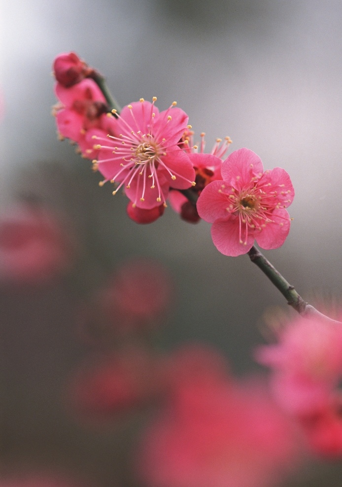 红梅花 梅花 鲜花 花枝招展 腊梅 树枝 生物世界 花草